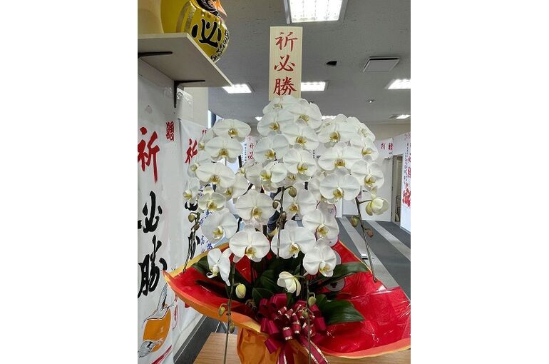 選挙事務所に贈る胡蝶蘭【高崎で人気の花屋 有花園】