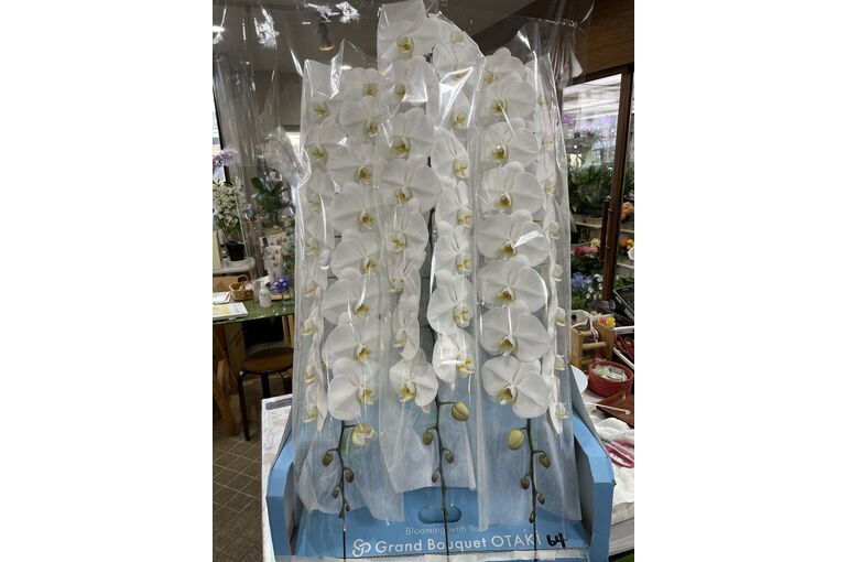 【竣工式や開店祝いの胡蝶蘭】高崎で人気の花屋 有花園