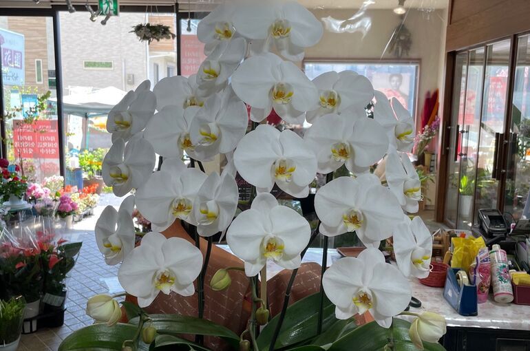 【胡蝶蘭の名札やお花の確認】高崎で人気の花屋 有花園