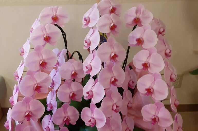 【ピンクの5本立胡蝶蘭】高崎で人気の花屋 有花園