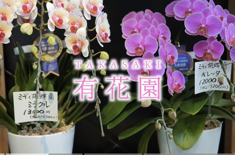 有花園で扱う胡蝶蘭の紹介動画 完成！①