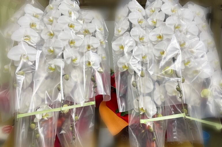 高崎健康福祉大学様へお祝いの胡蝶蘭