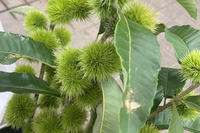 秋のお花と言えば？