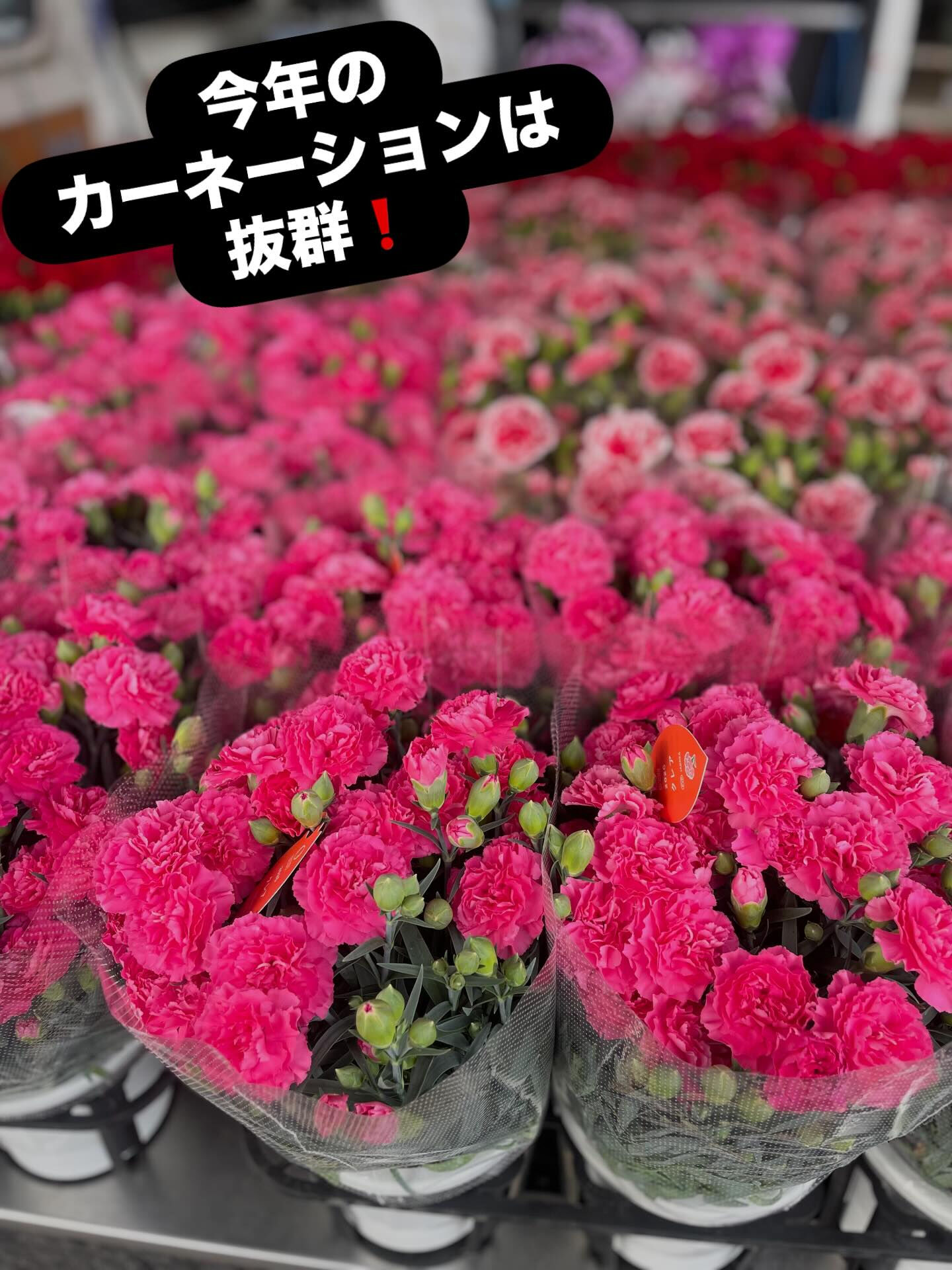 ☘️今年のカーネーションは抜群❣️