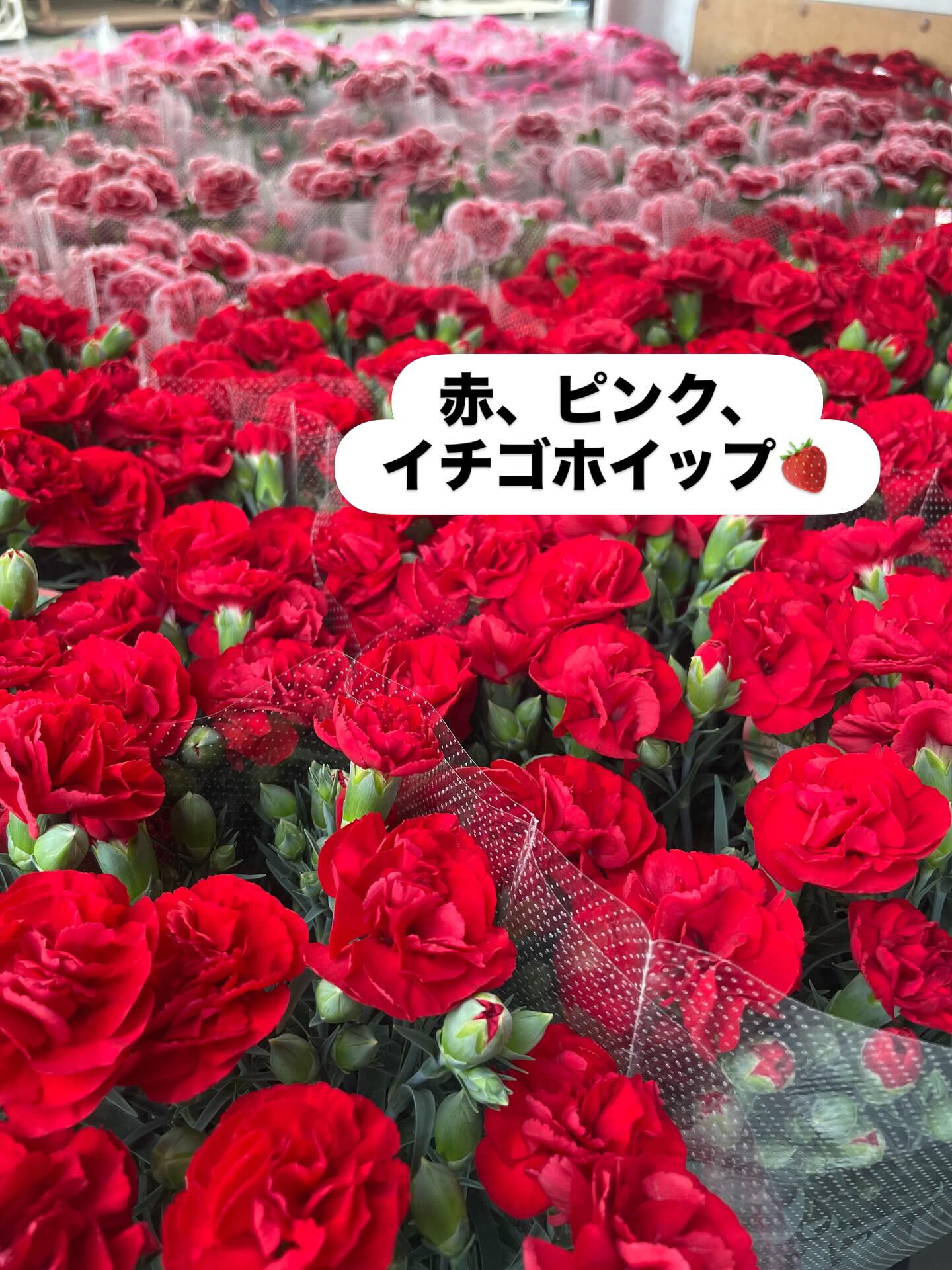 ☘️今年のカーネーションは抜群❣️
