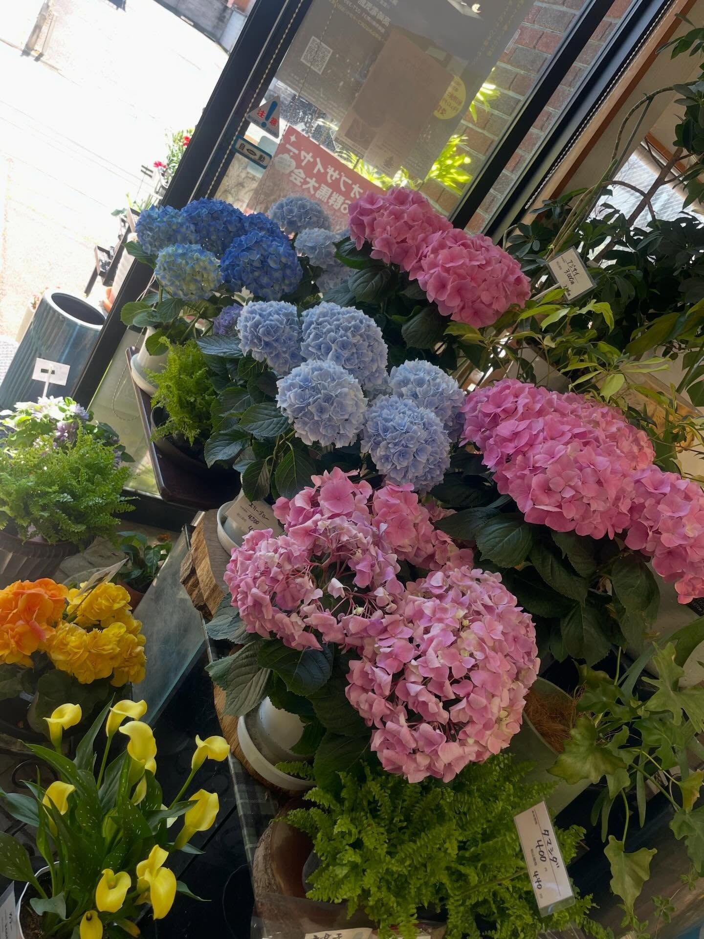 ☘️今年のカーネーションは抜群❣️