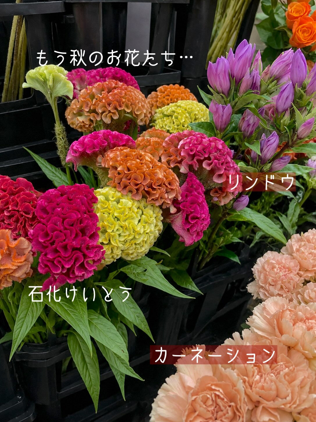 【今週の花