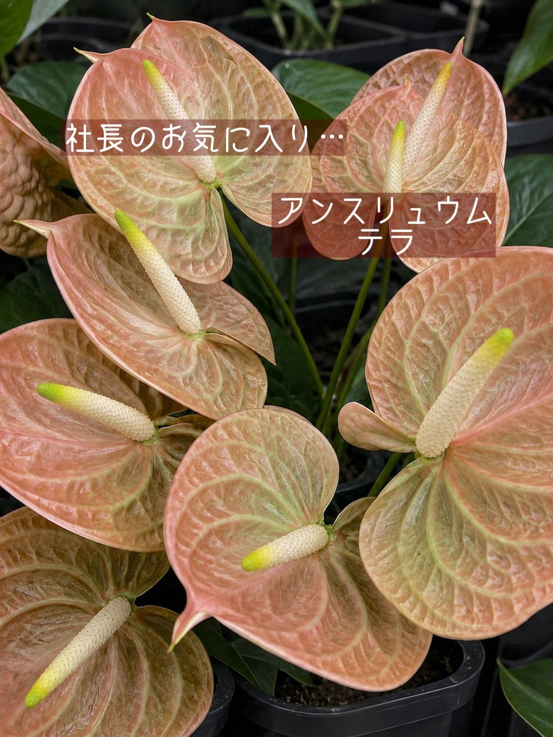 【今週の花
