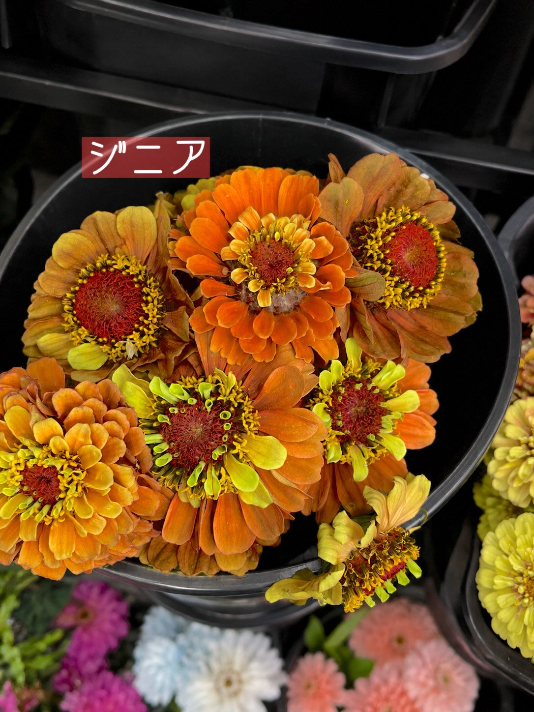 【今週の花