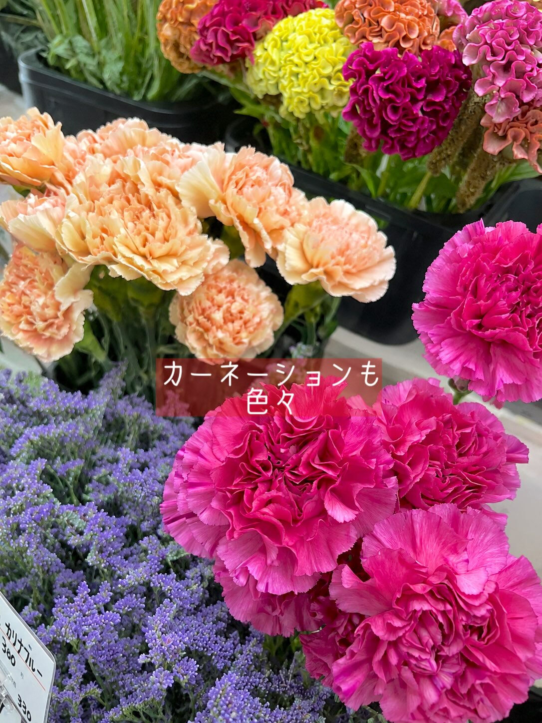 【今週の花