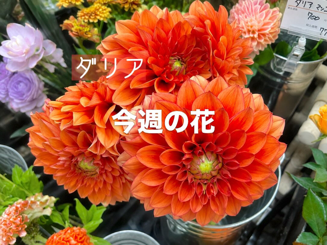 今週の花　