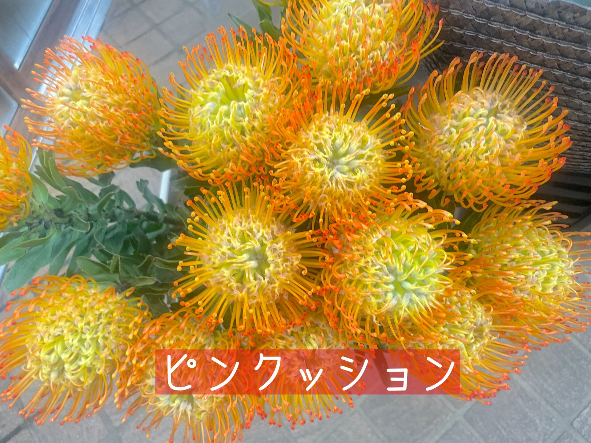 今週の花　