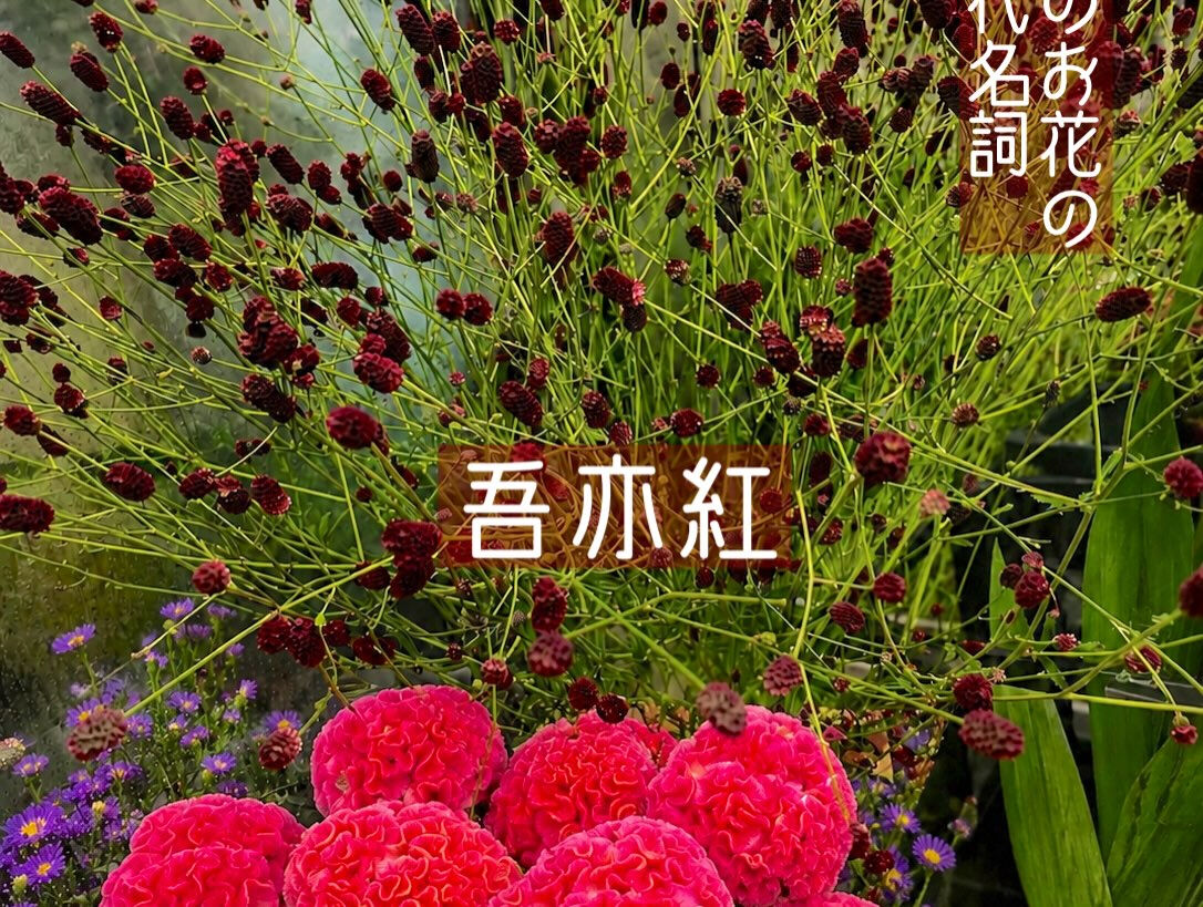 今週の花　