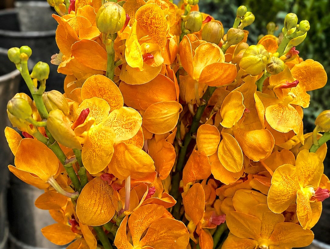今週の花　