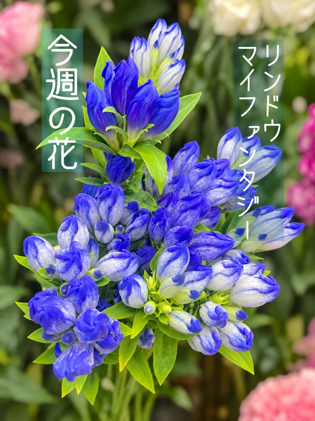 今週の花　2026.9.4