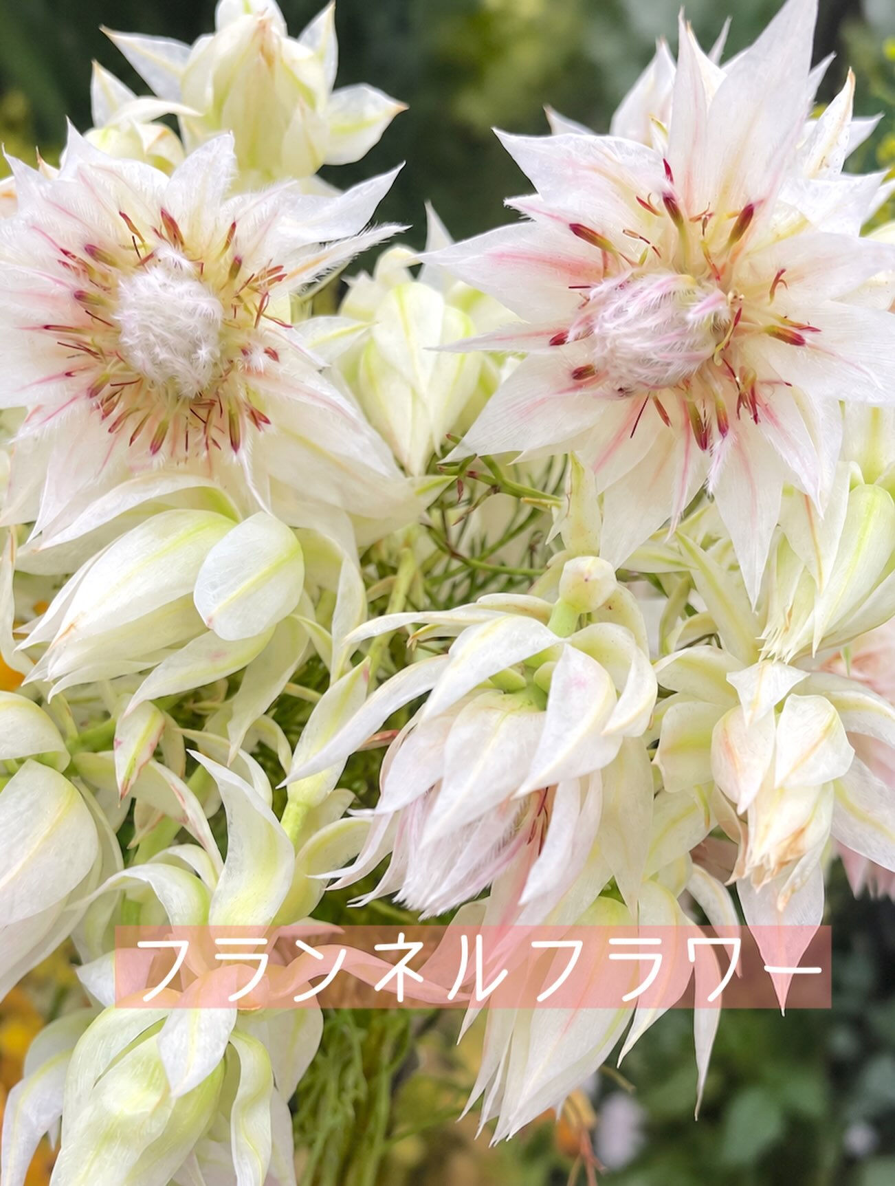 今週の花　2026.9.4