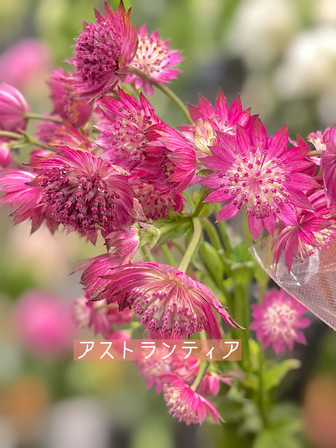 今週の花　2026.9.4