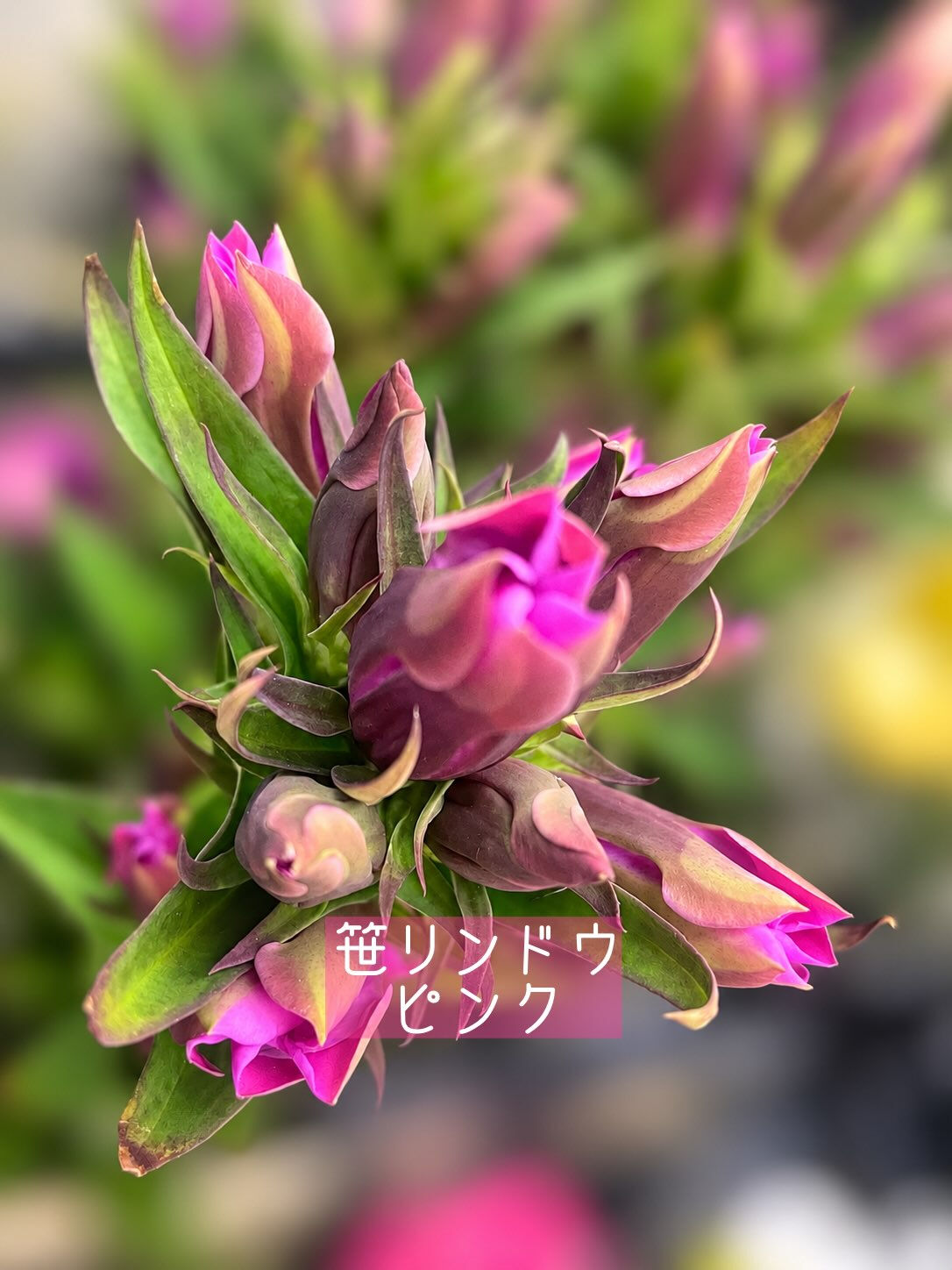 今週の花　2026.9.4