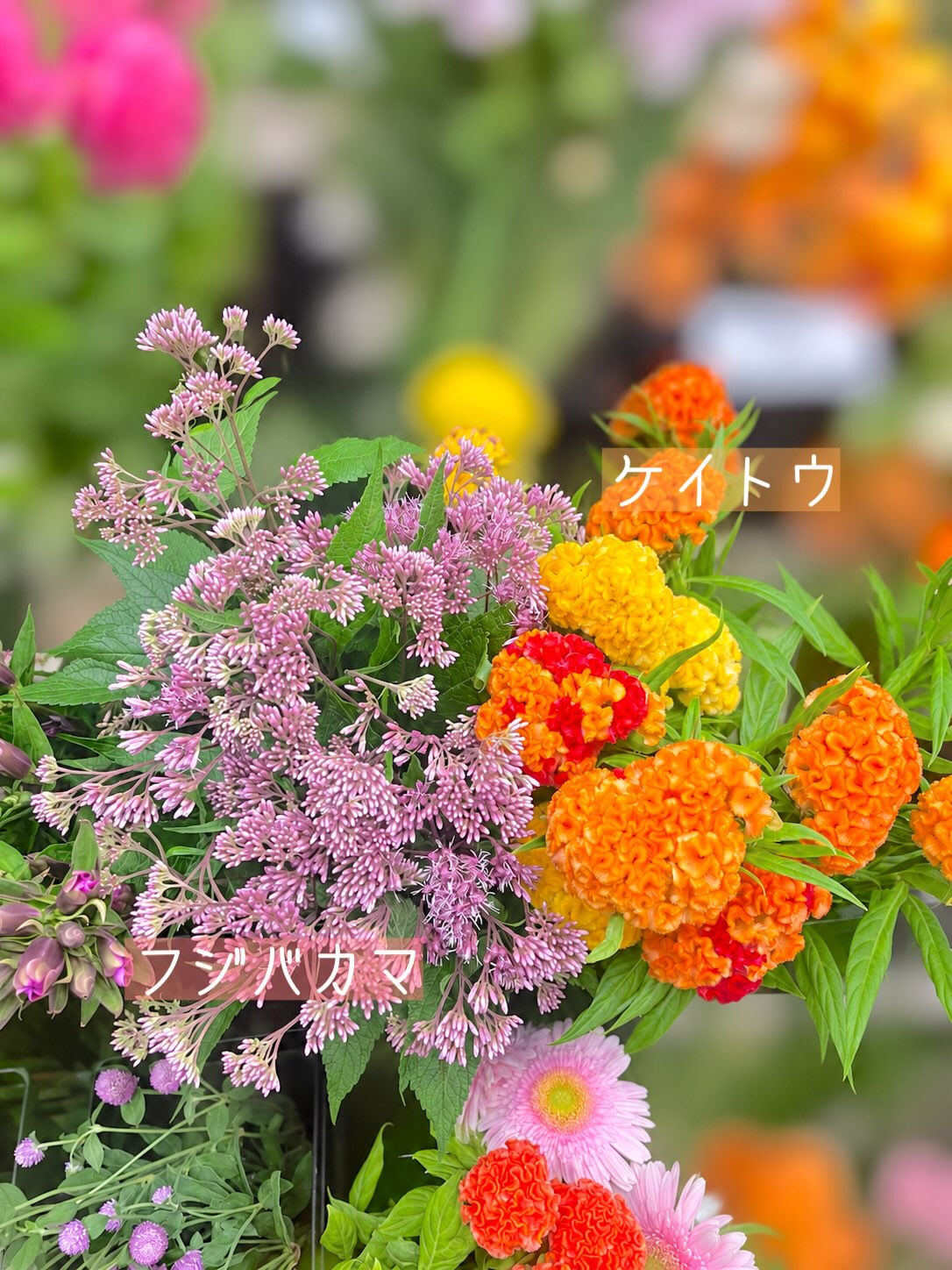 今週の花　2026.9.4