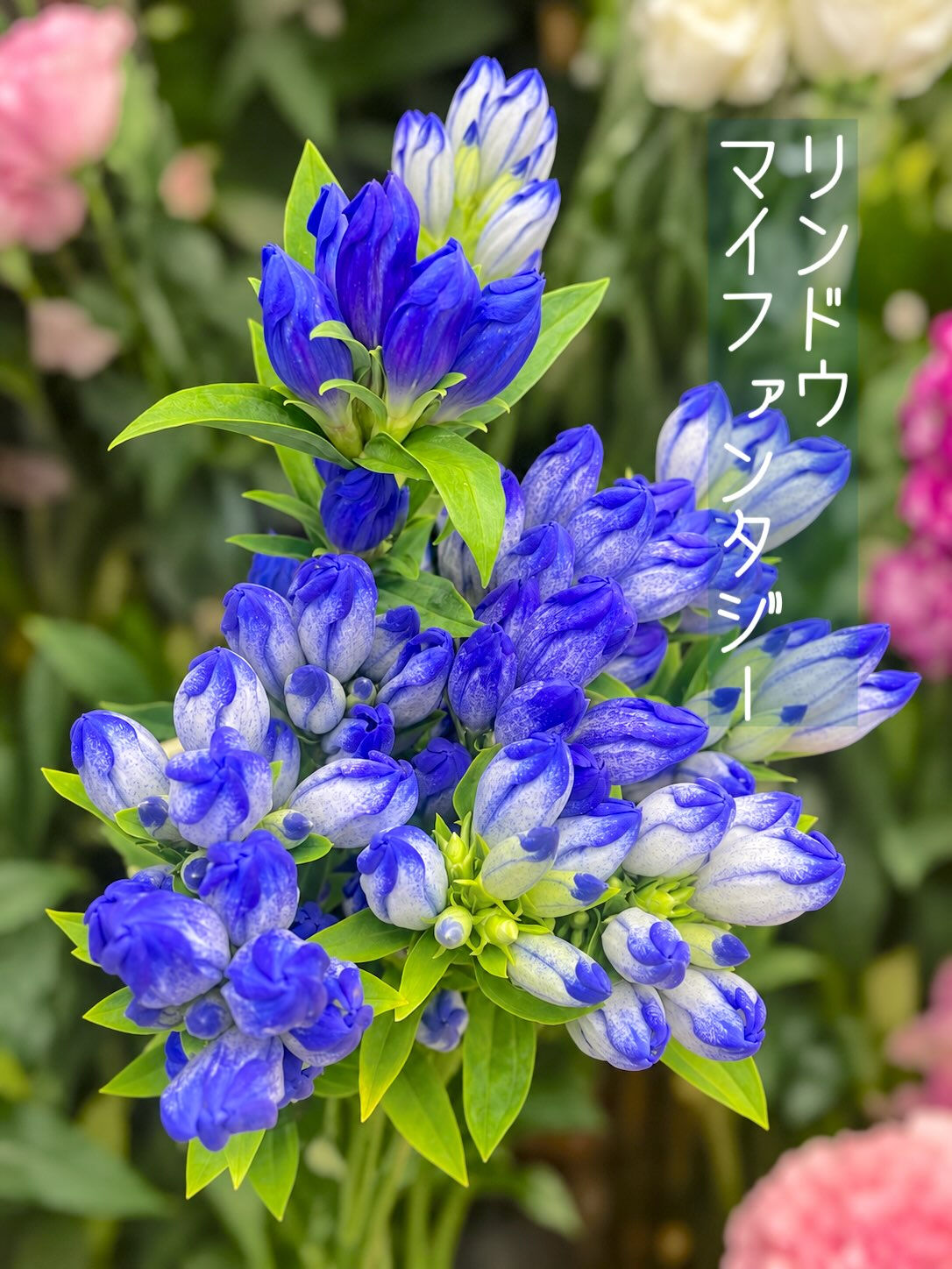 今週の花　2026.9.4