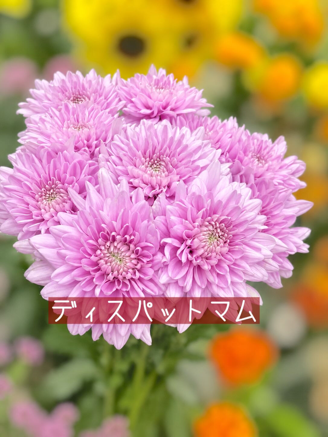 今週の花　2026.9.4
