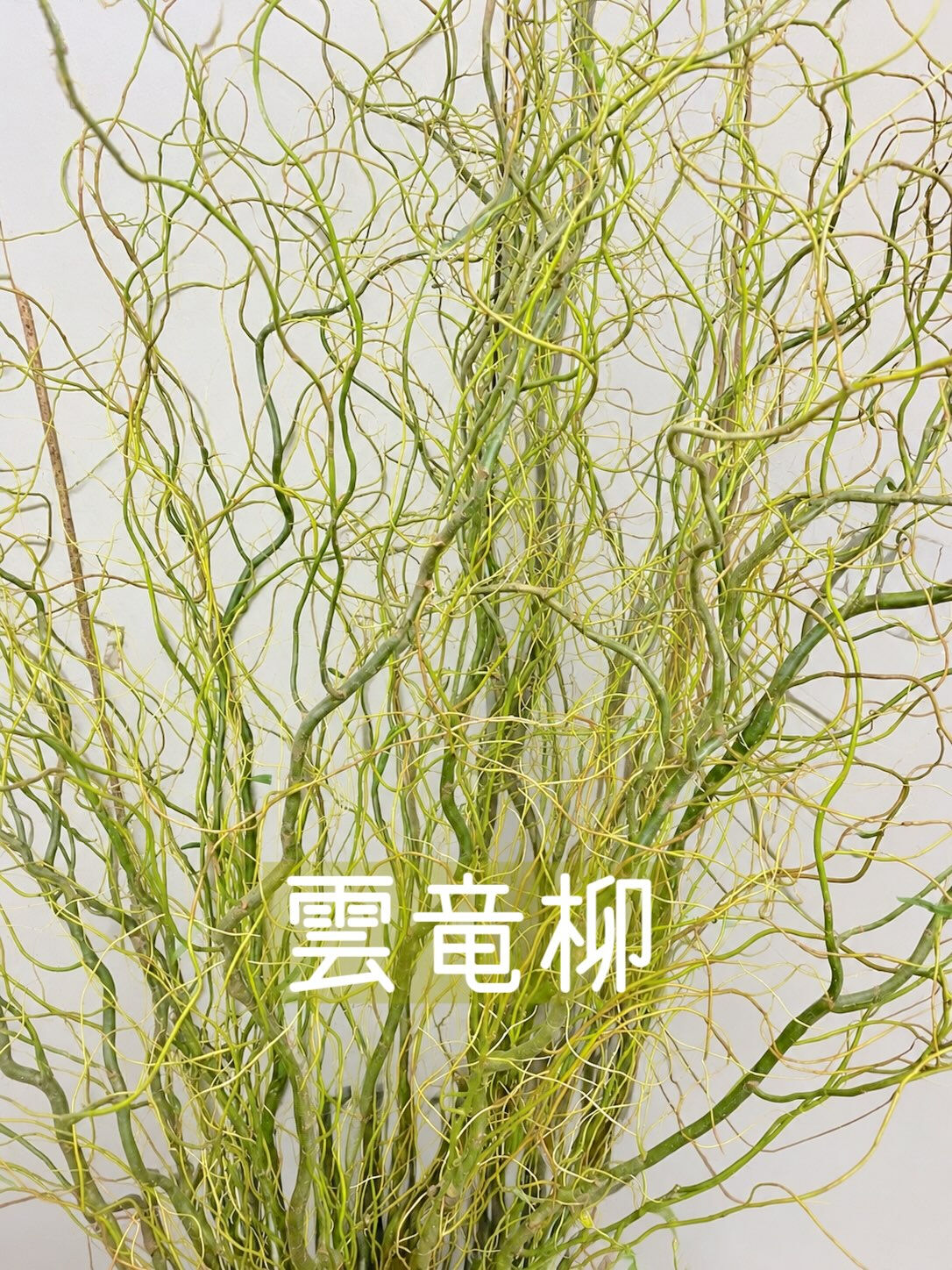 今週の花　2026.9.4