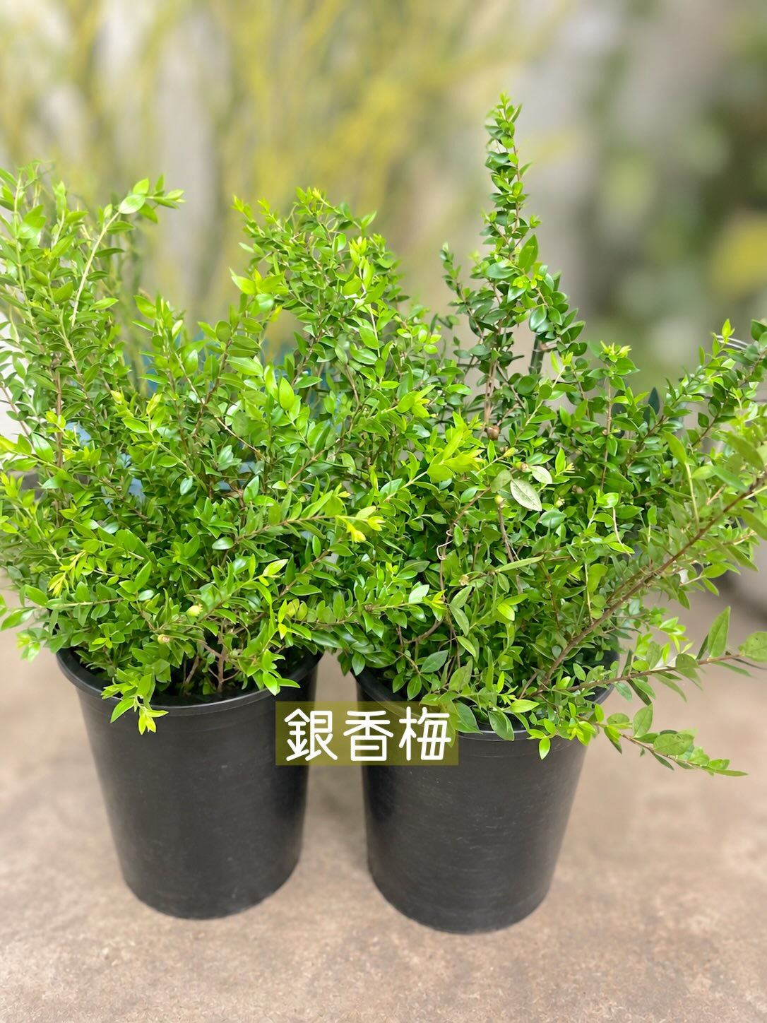 今週の花　2026.9.4