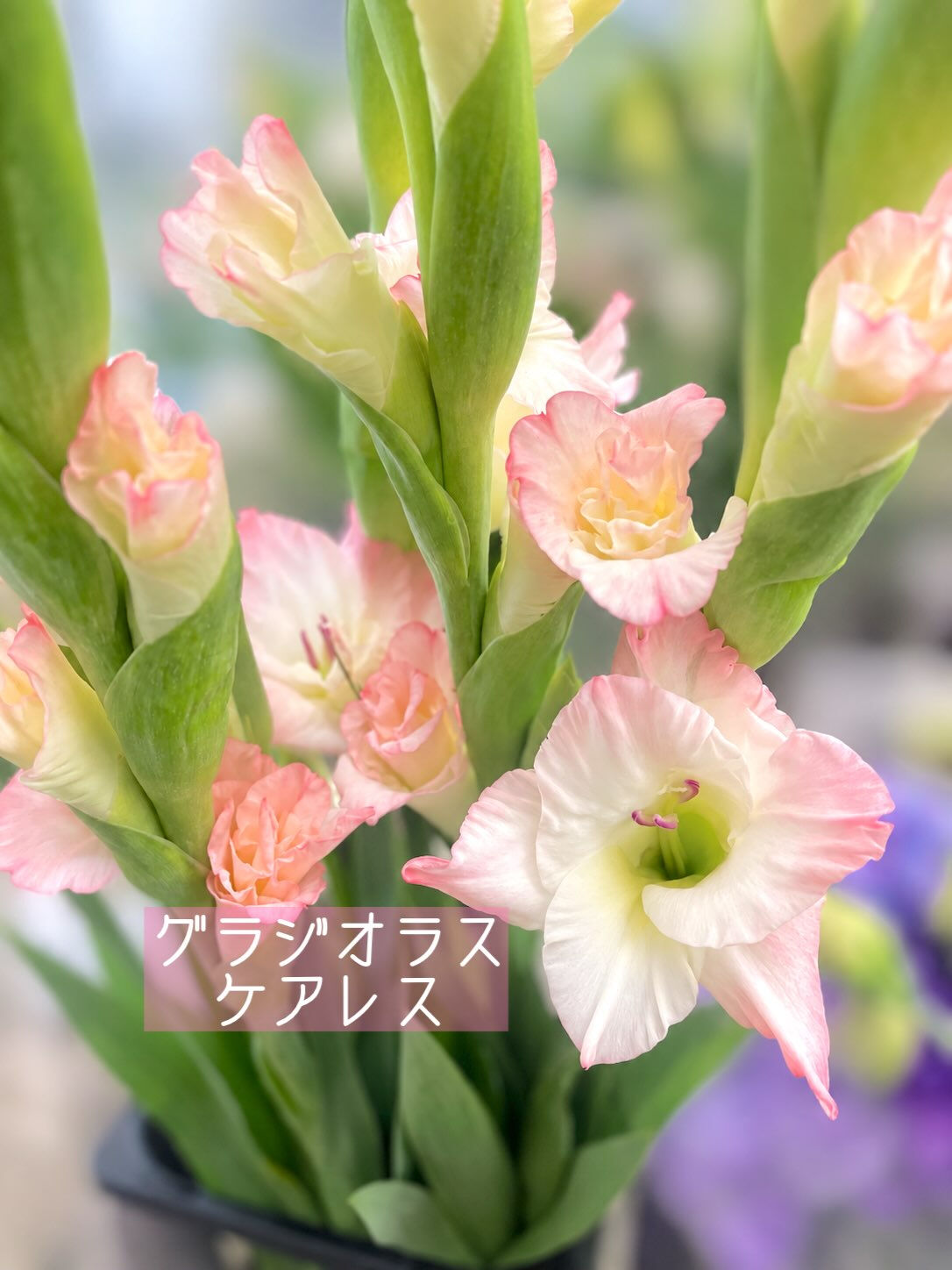 今週の花　2026.9.4