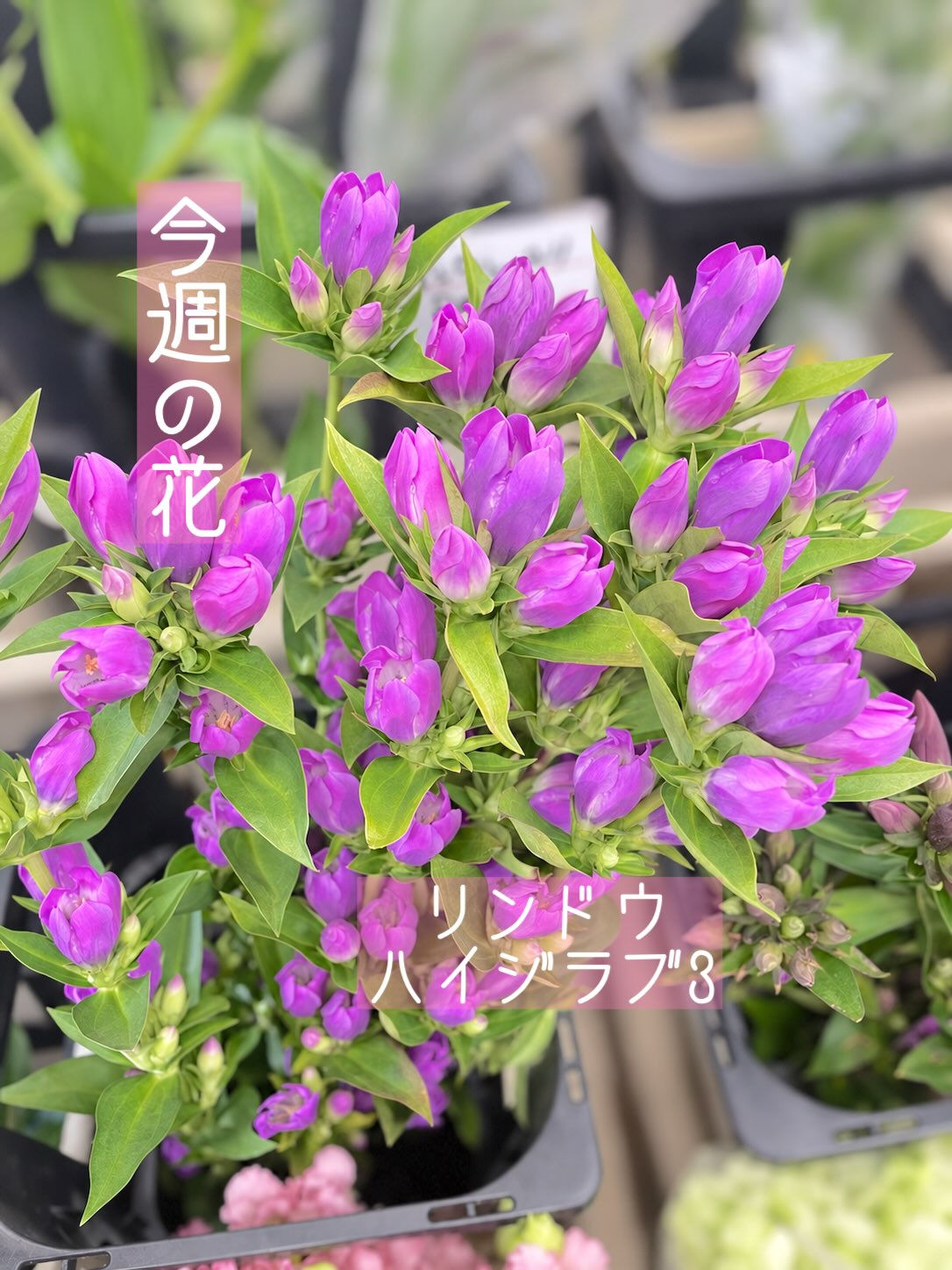 ☘️今週の花　2026.9.13