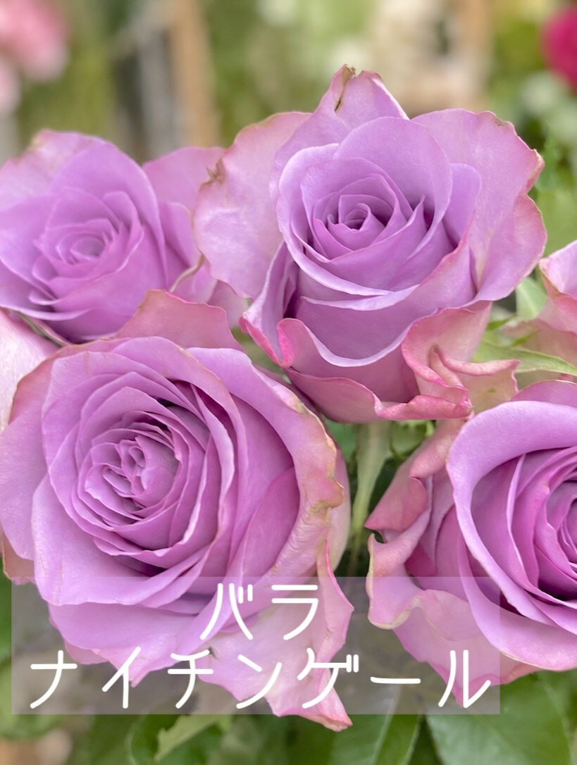 ☘️今週の花　2026.9.13