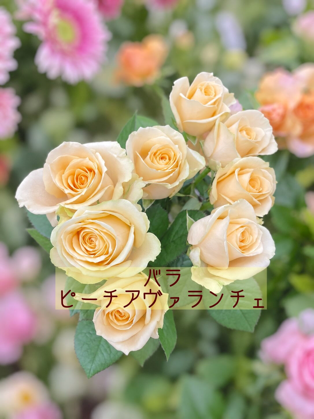 ☘️今週の花　2026.9.13