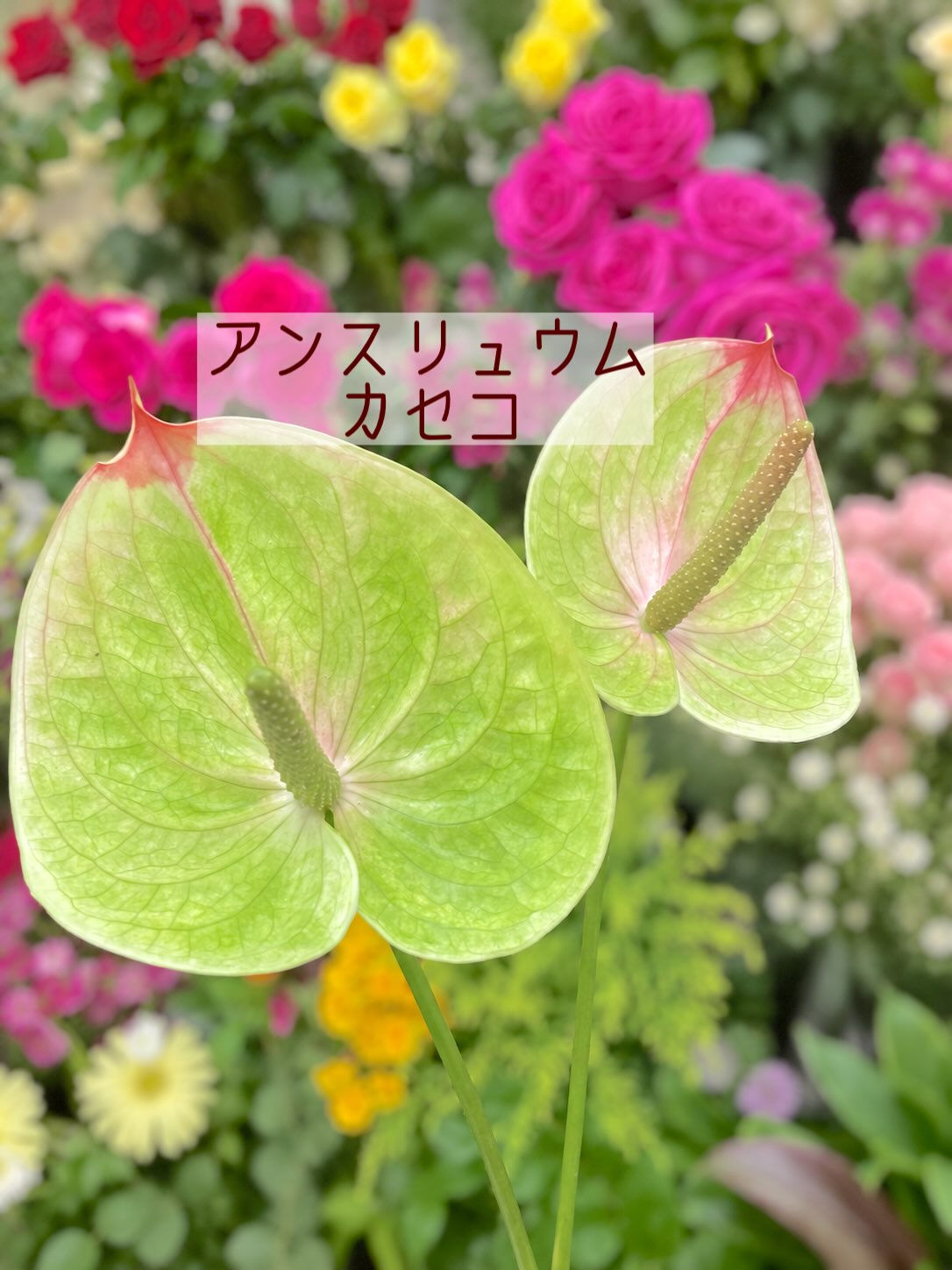 ☘️今週の花　2026.9.13