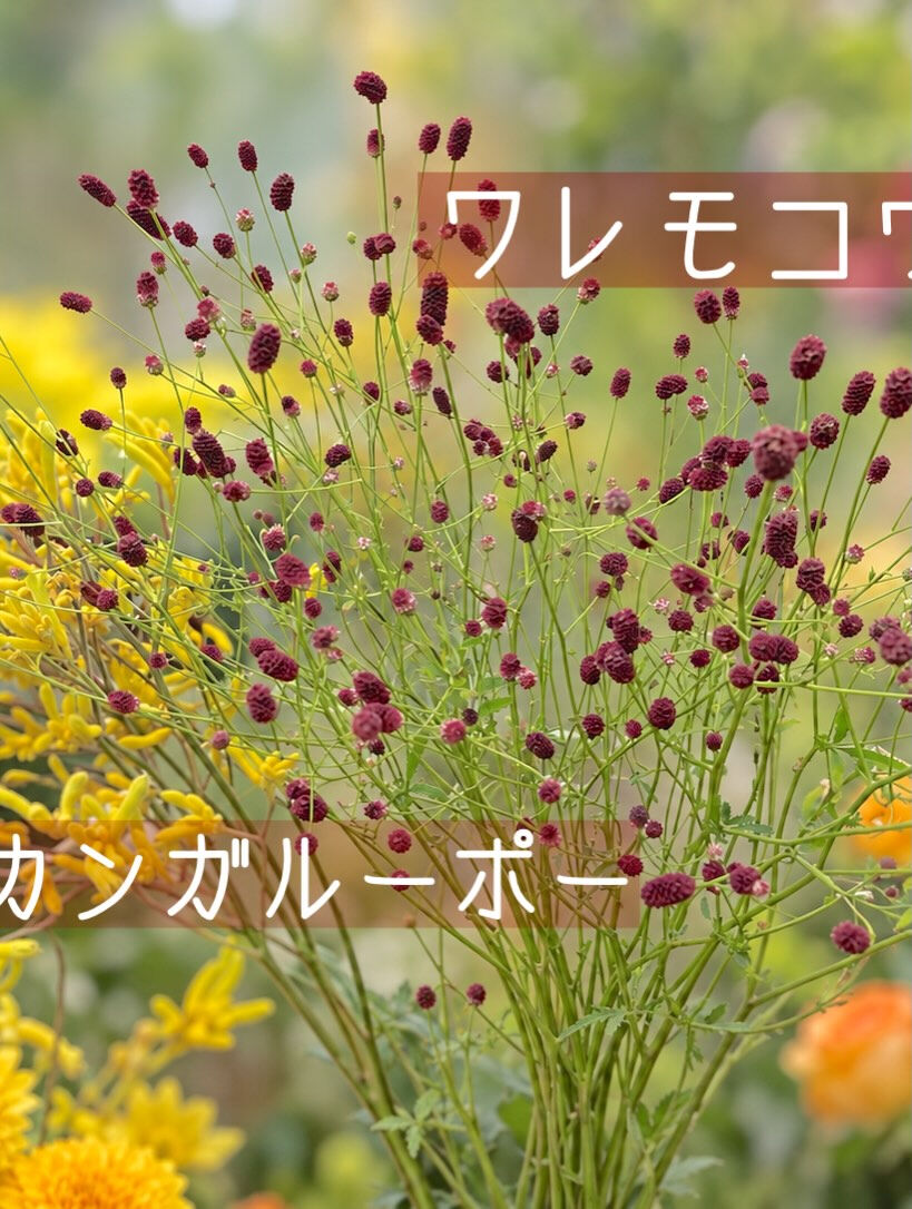 ☘️今週の花　2026.9.13