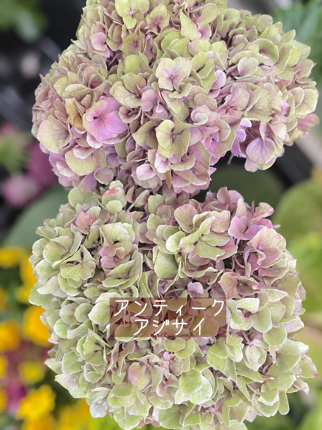 ☘️今週の花　2026.9.13