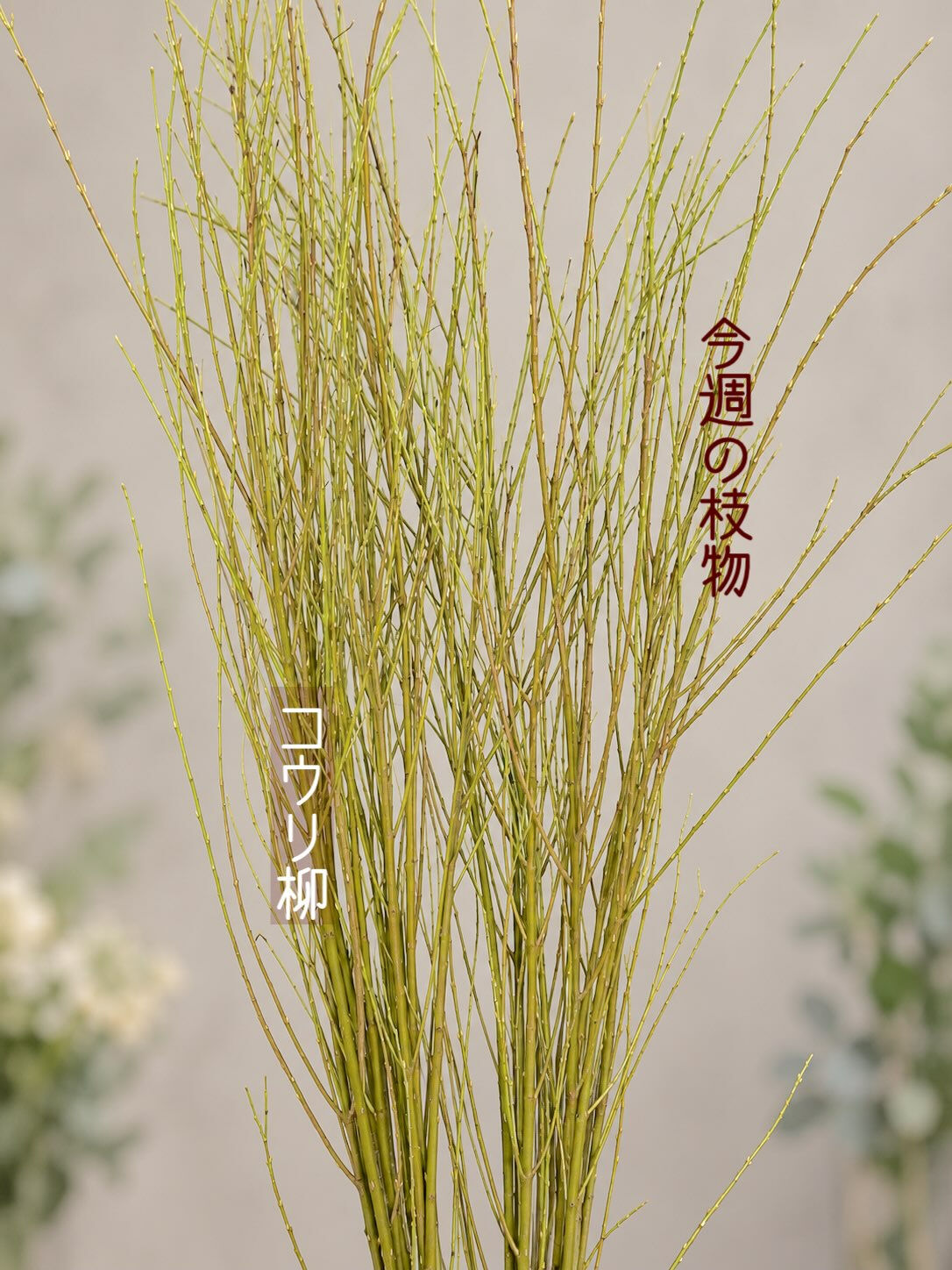 ☘️今週の花　2026.9.13