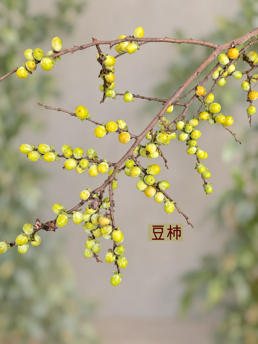 ☘️今週の花　2026.9.13
