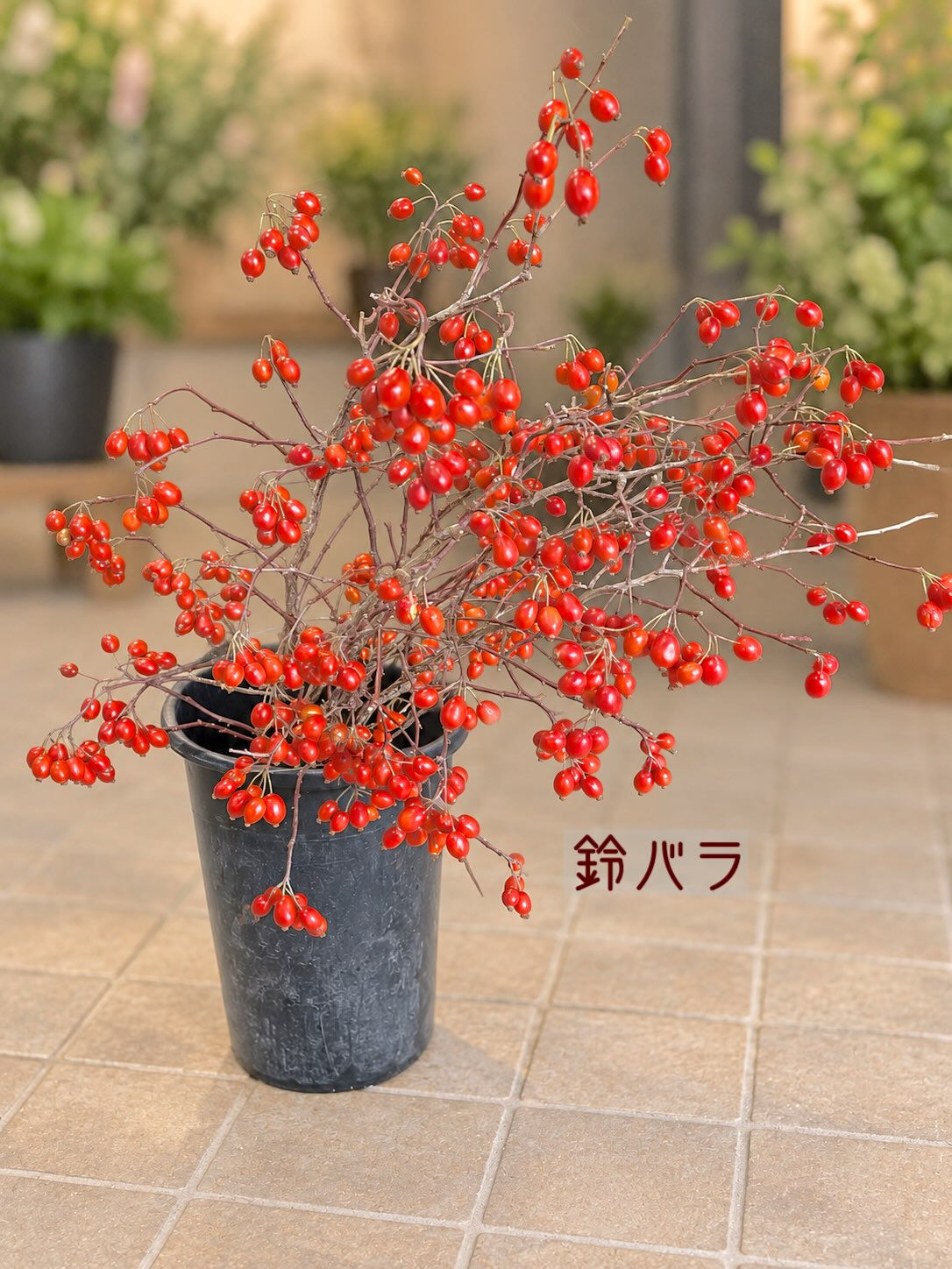 ☘️今週の花　2026.9.13