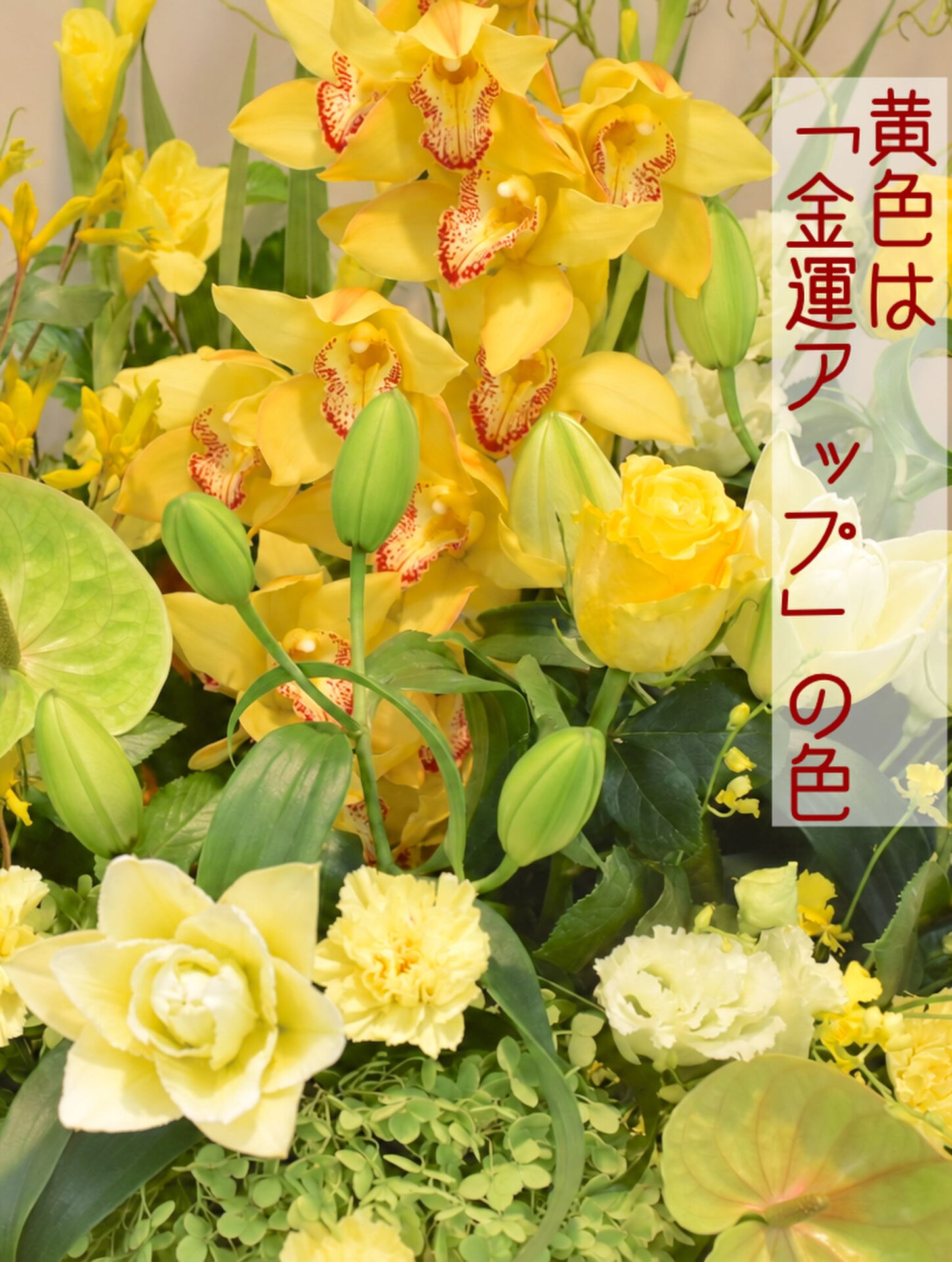 ☘️光ひらく