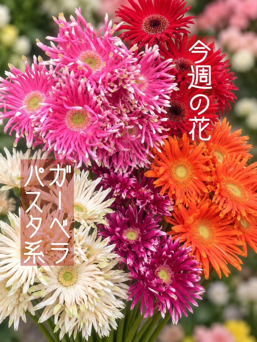 🌼今週の花（2026.9.25）