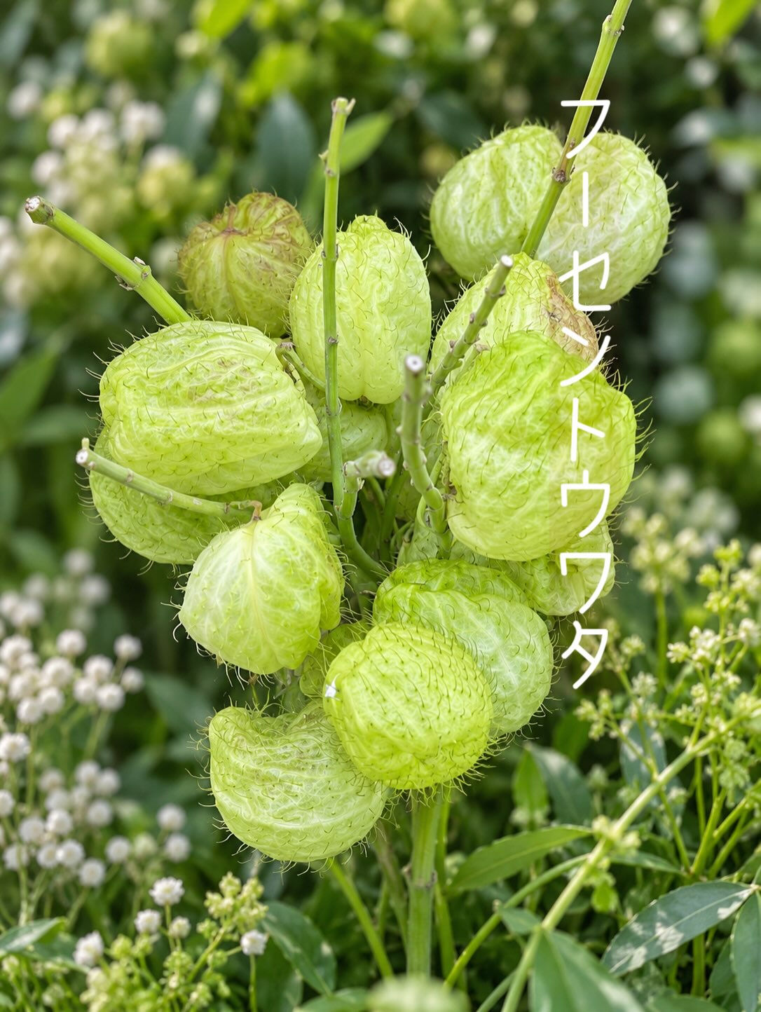 🌼今週の花（2026.9.25）