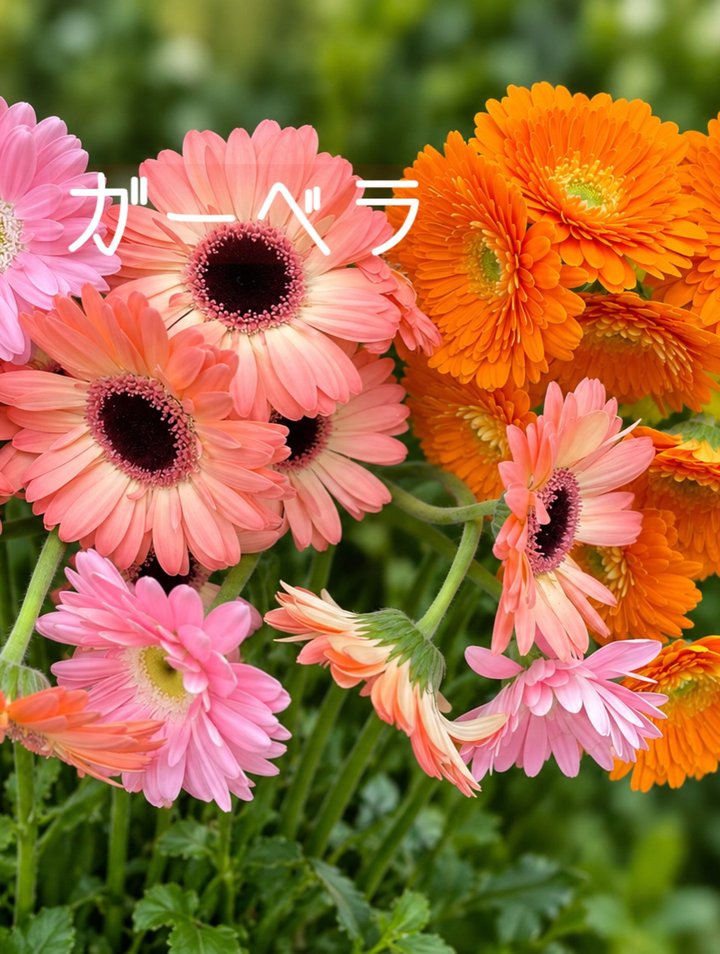 🌼今週の花（2026.9.25）