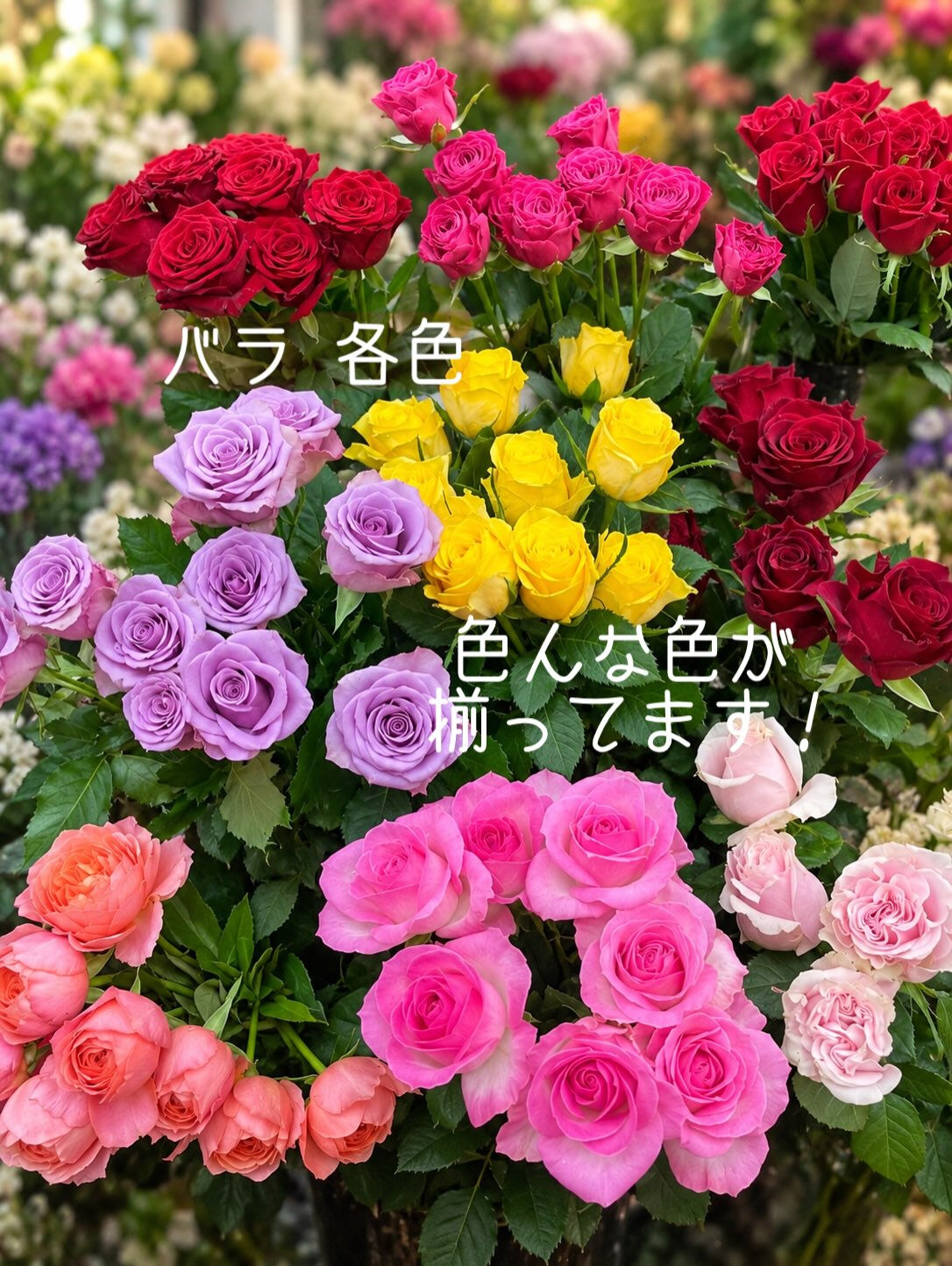 🌼今週の花（2026.9.25）
