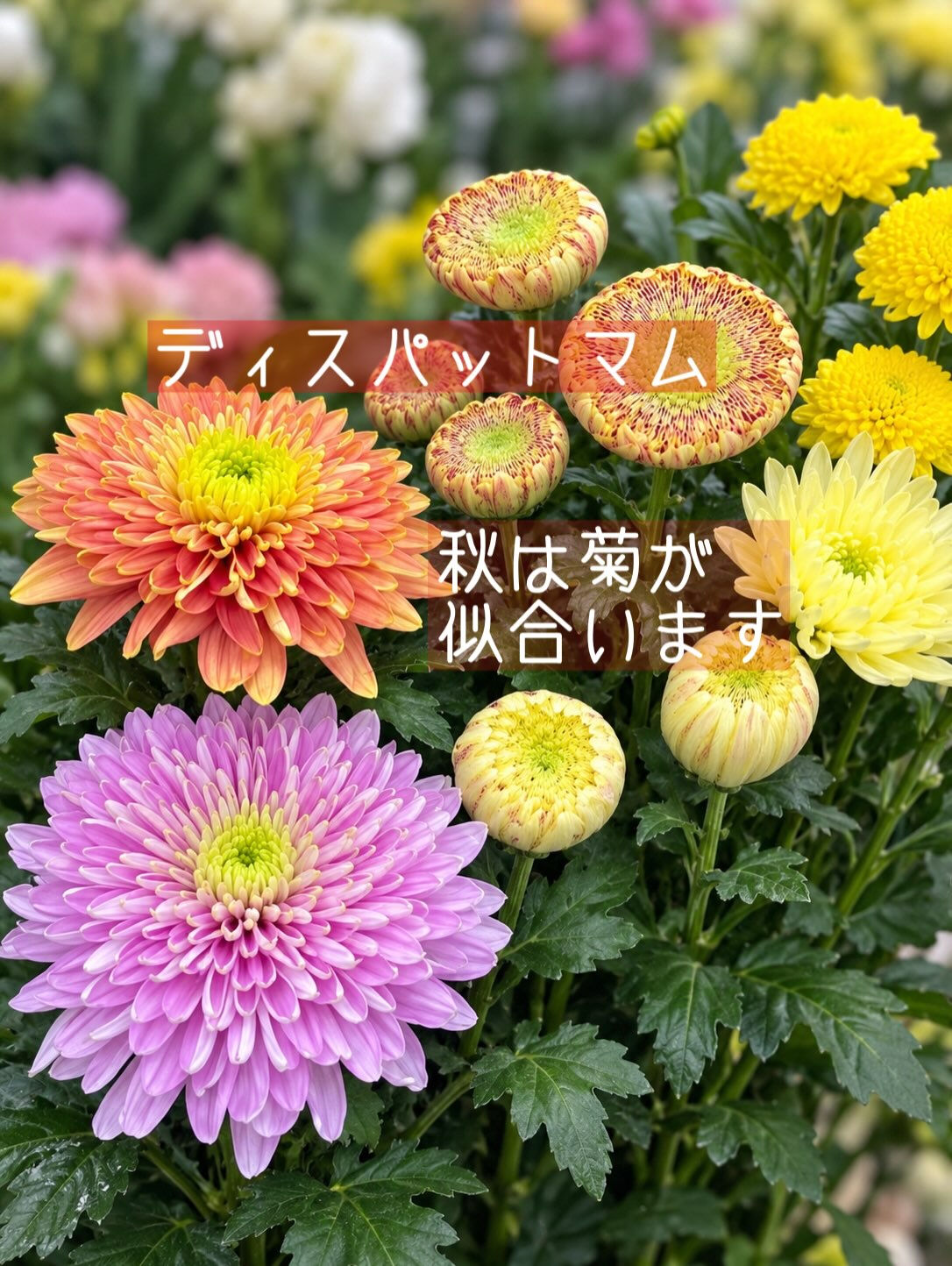 🌼今週の花（2026.9.25）