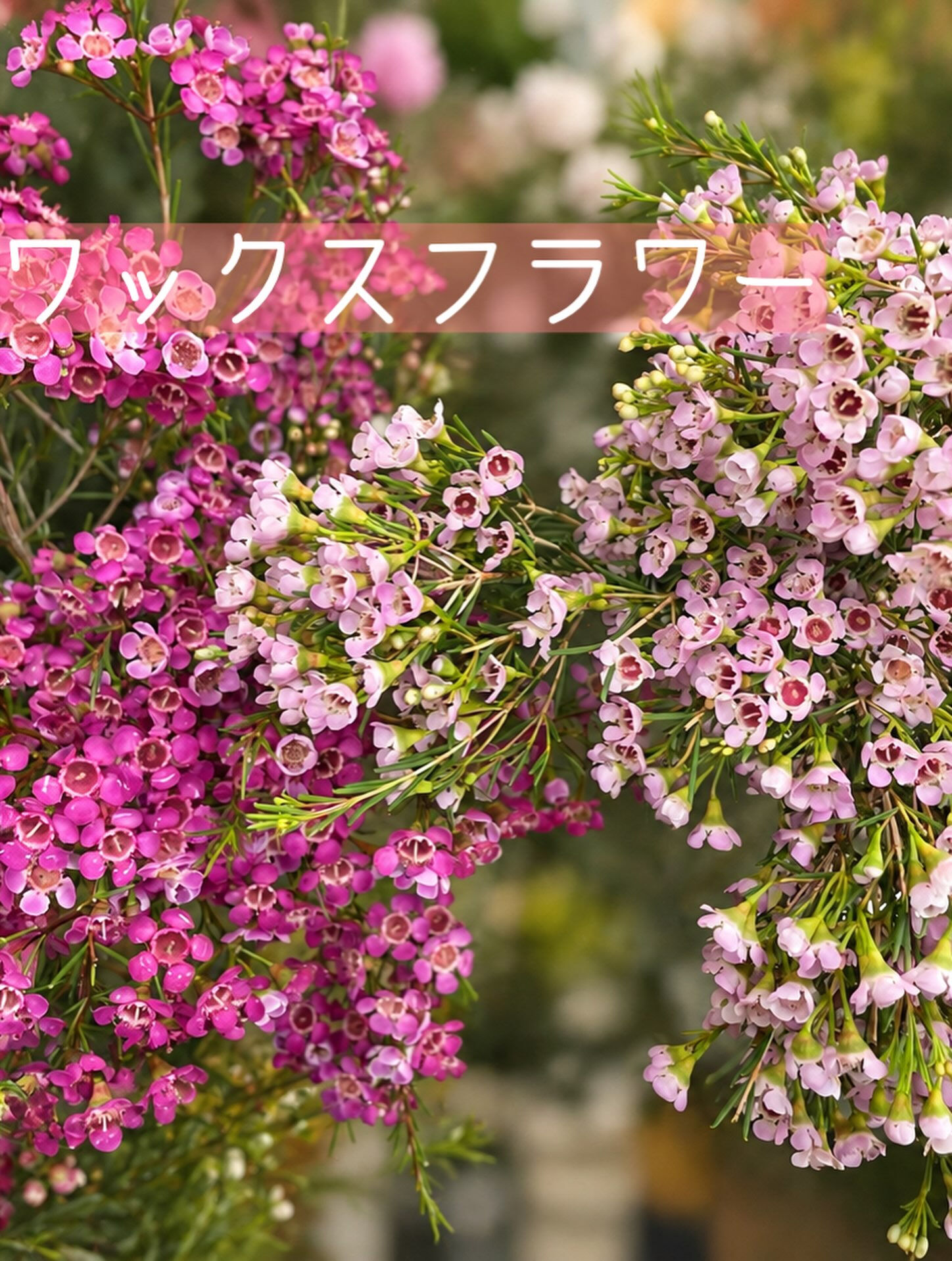 🌼今週の花（2026.9.25）