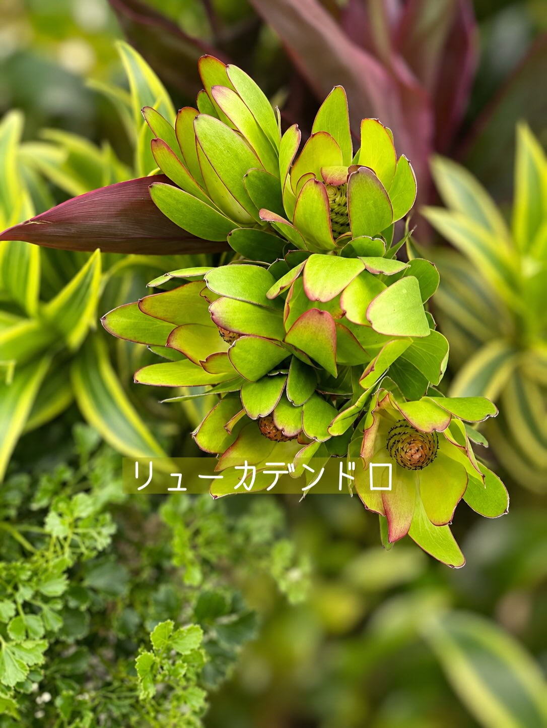🌼今週の花（2026.9.25）
