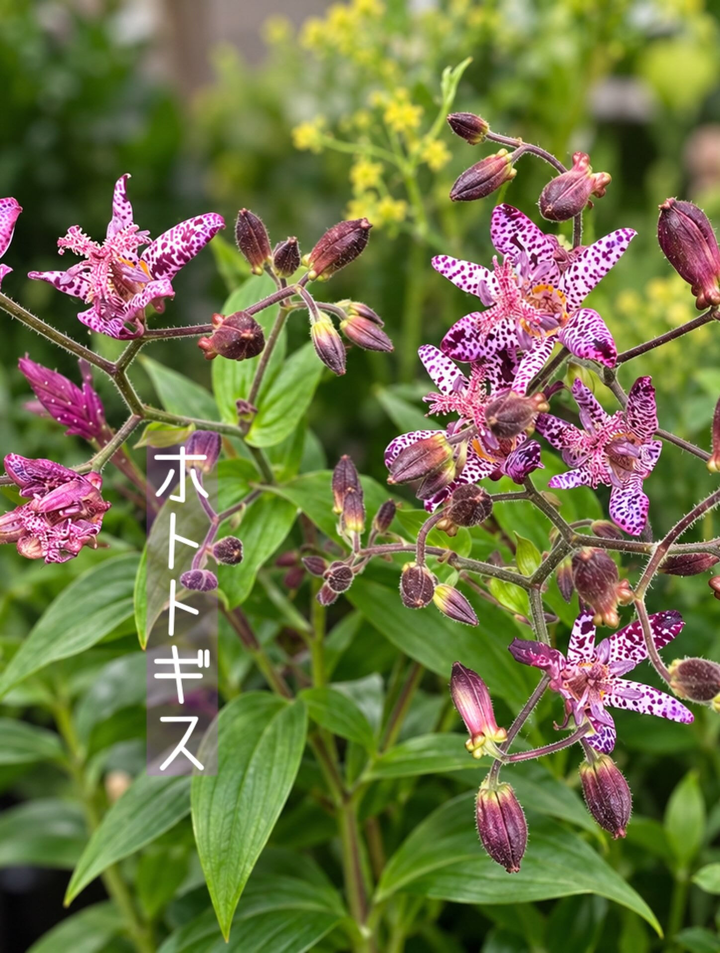 🌼今週の花（2026.9.25）