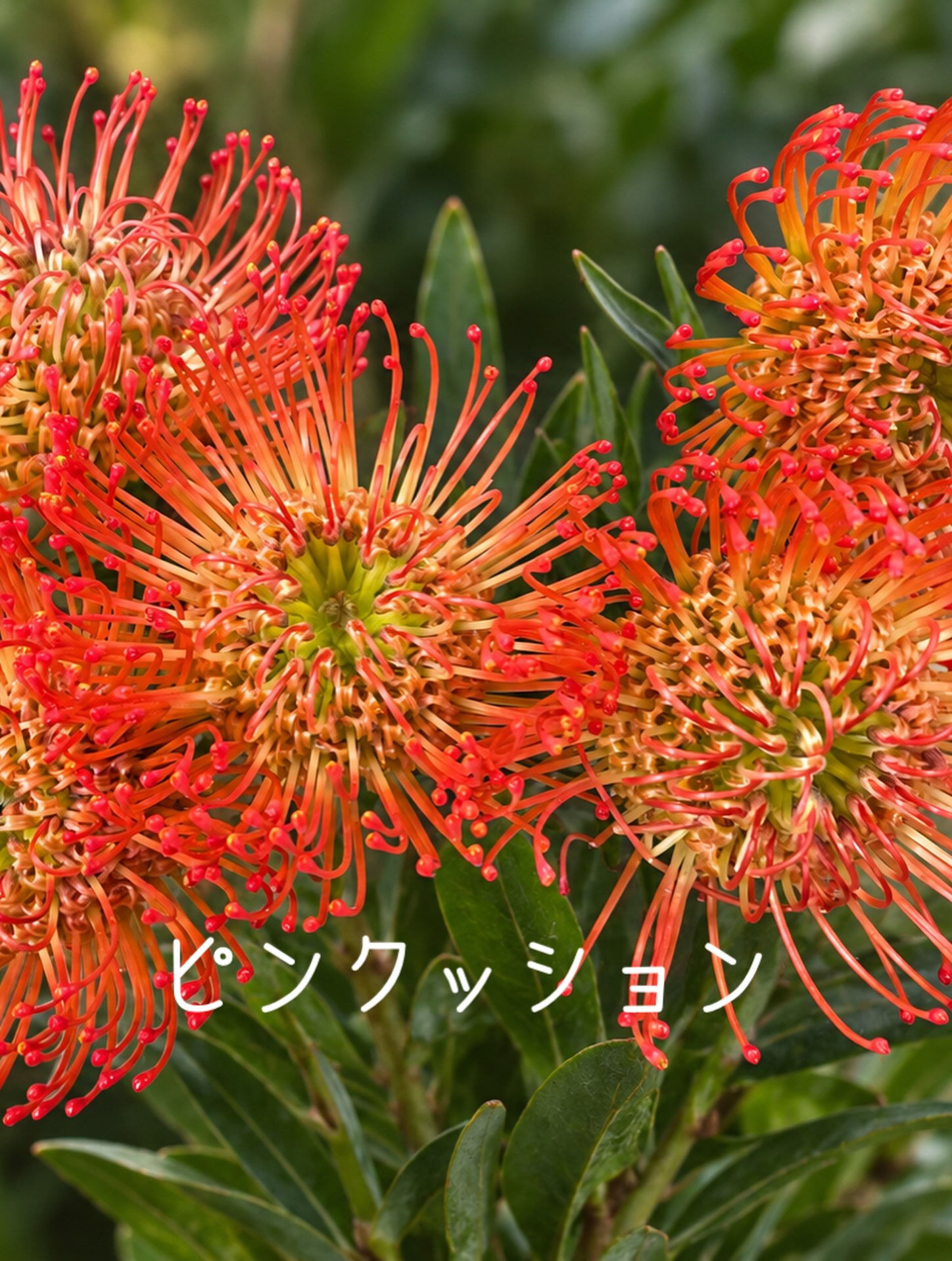 🌼今週の花（2026.9.25）