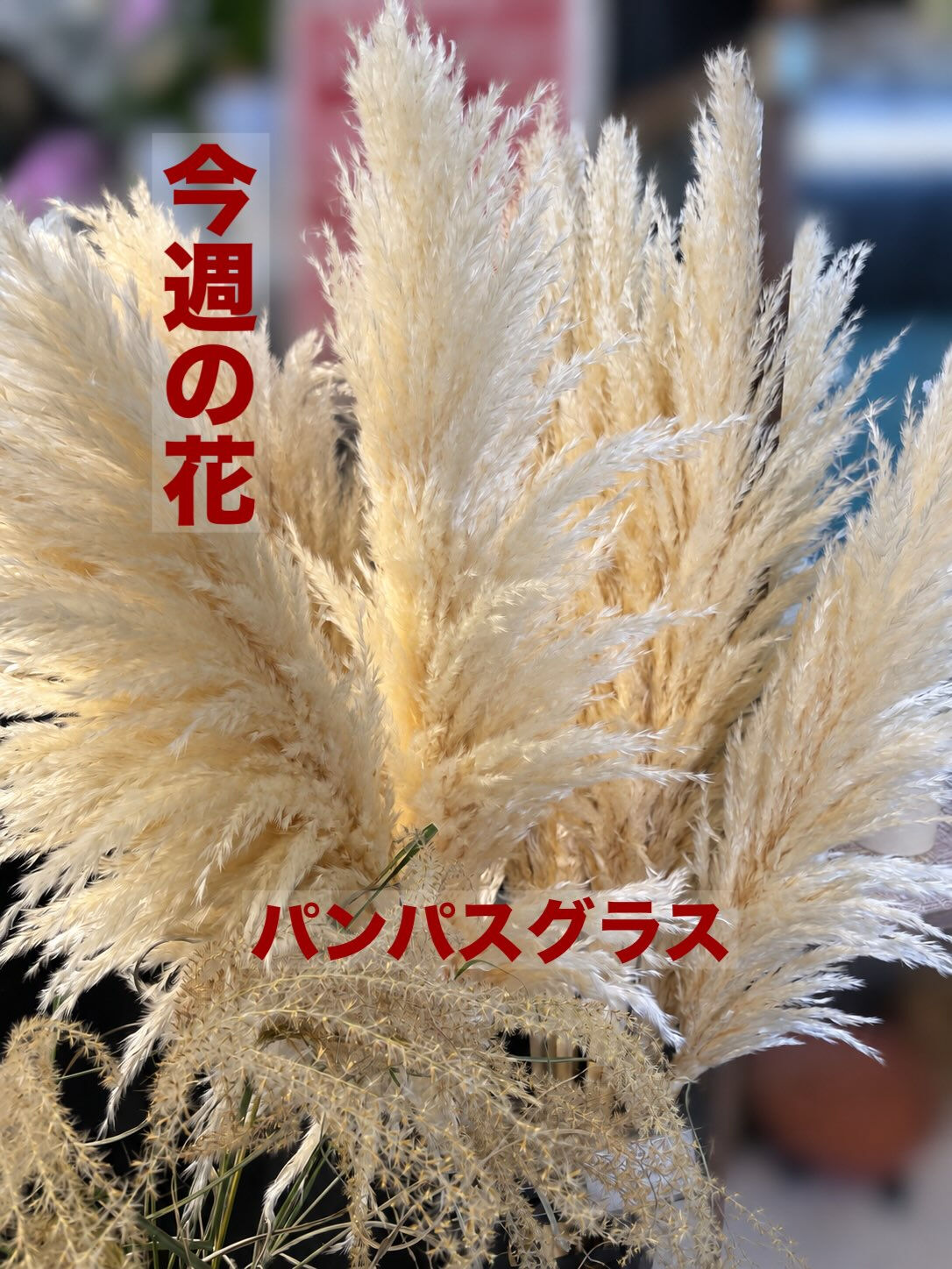 今週の花　2026.10.3