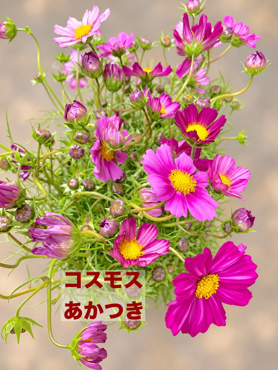 今週の花　2026.10.3