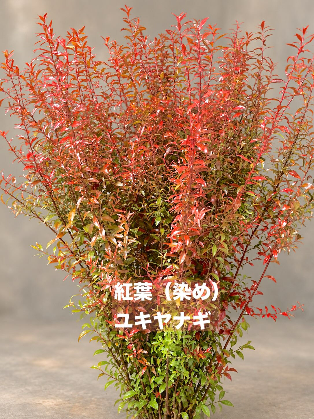 今週の花　2026.10.3